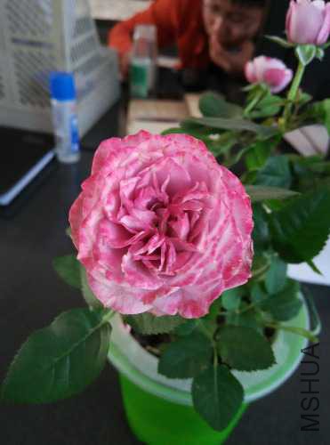 IMG_20150413_172246.jpg