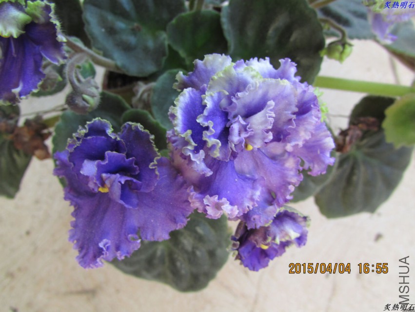 IMG_2516_nEO_IMG.jpg