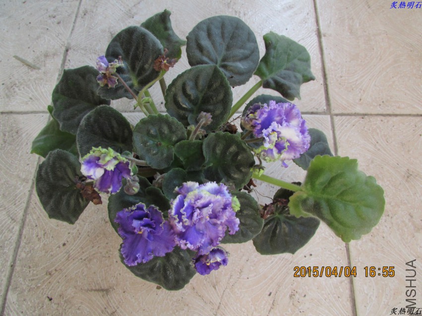 IMG_2517_nEO_IMG.jpg
