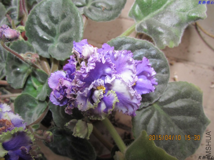IMG_2955_nEO_IMG.jpg
