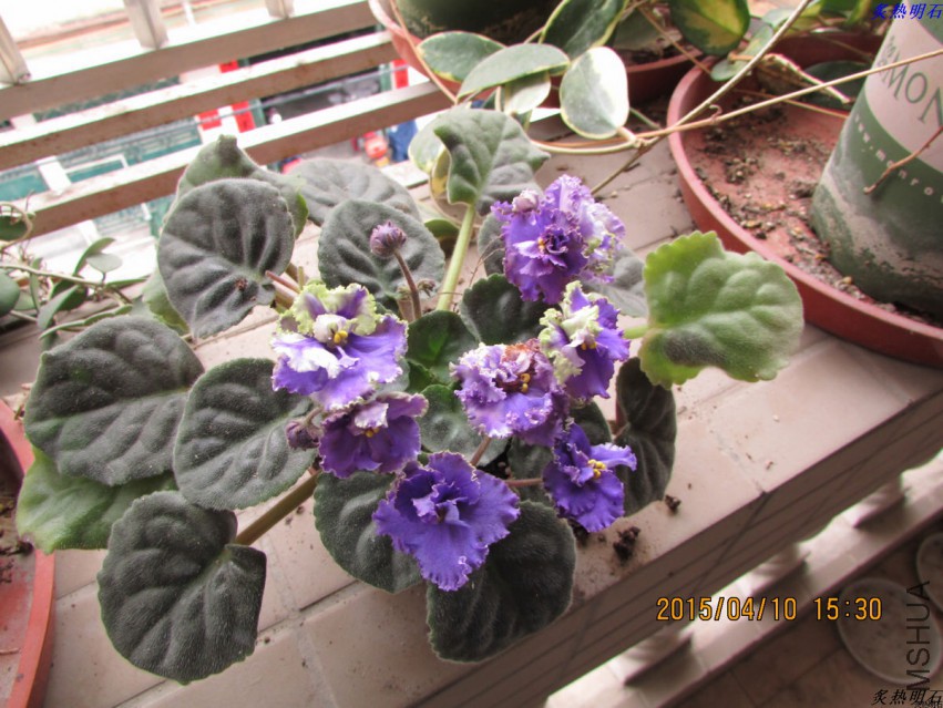IMG_2961_nEO_IMG.jpg