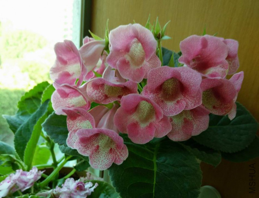 IMG_20150414_074820.jpg