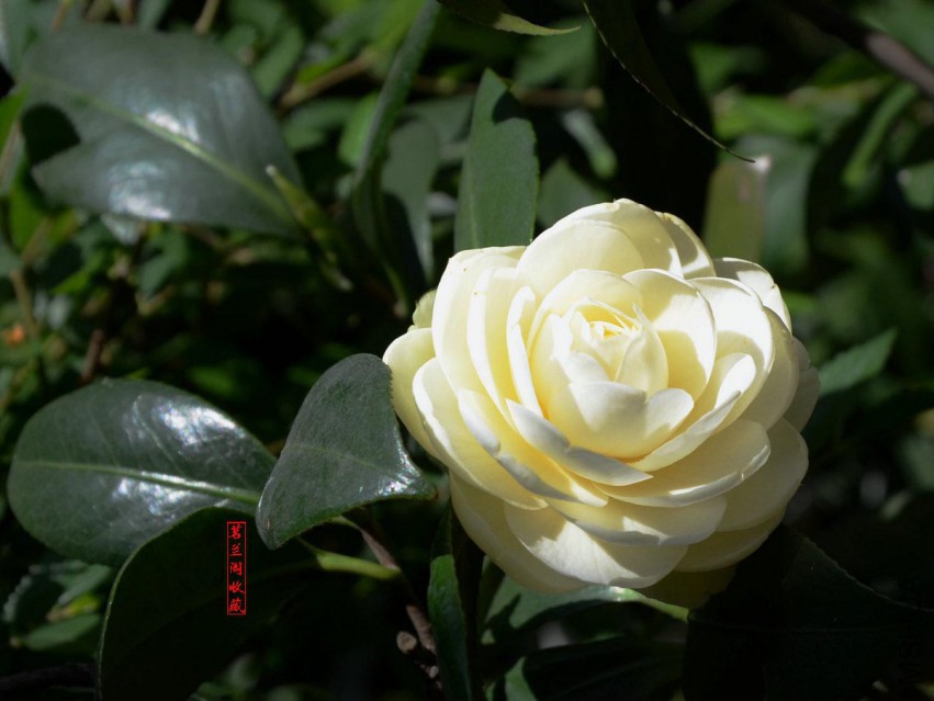 �ƴ�DSC_65072.jpg