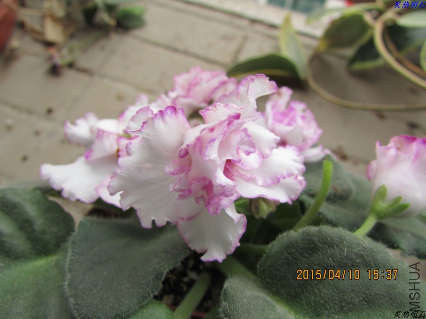 IMG_3006_nEO_IMG.jpg