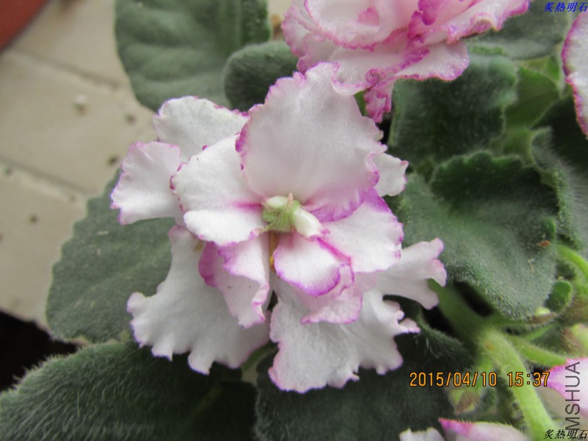 IMG_3008_nEO_IMG.jpg