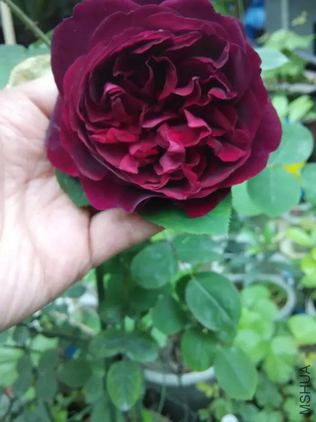 ��˹�����15