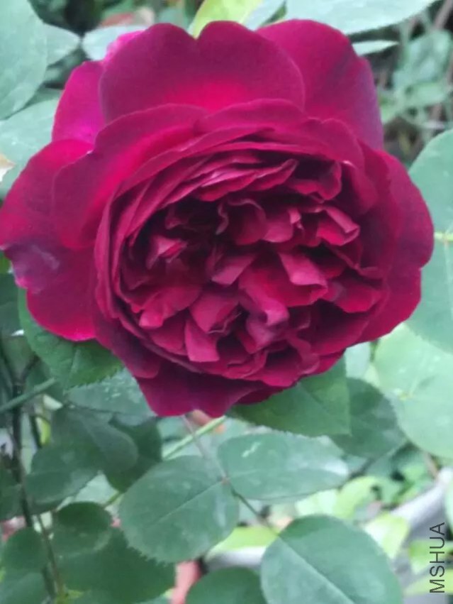 ��˹�����15
