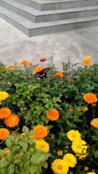 psb (2).jpg