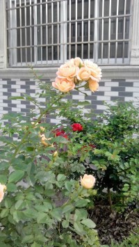 psb (5).jpg