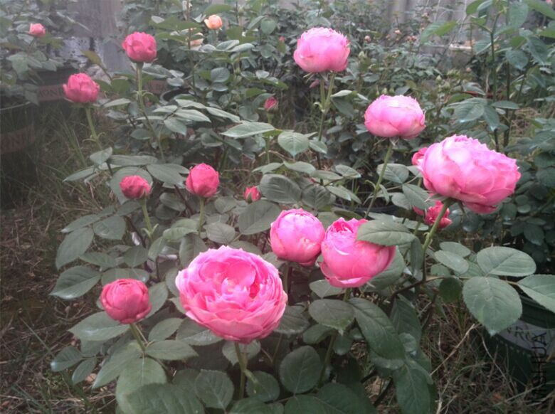QQͼƬ20150415093037.jpg