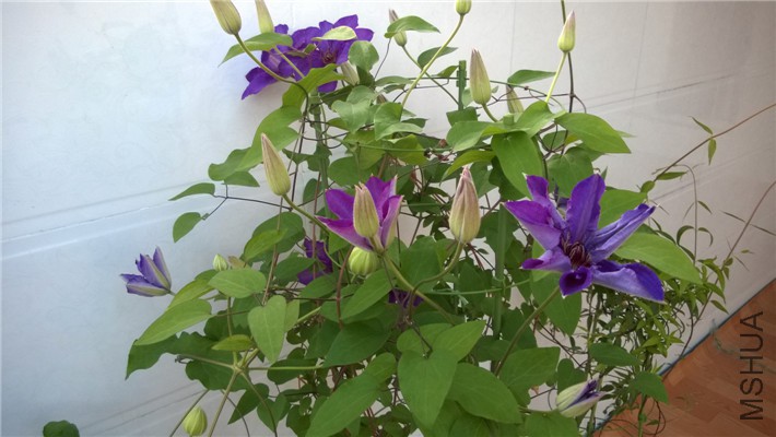 WP_20150414_005.jpg