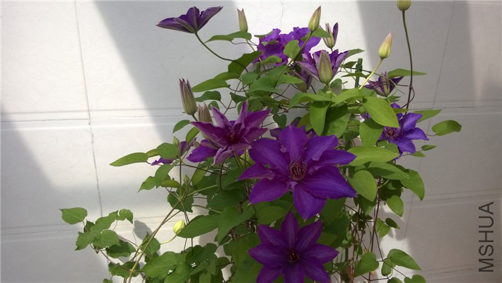 WP_20150415_002.jpg