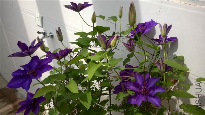 WP_20150415_003.jpg