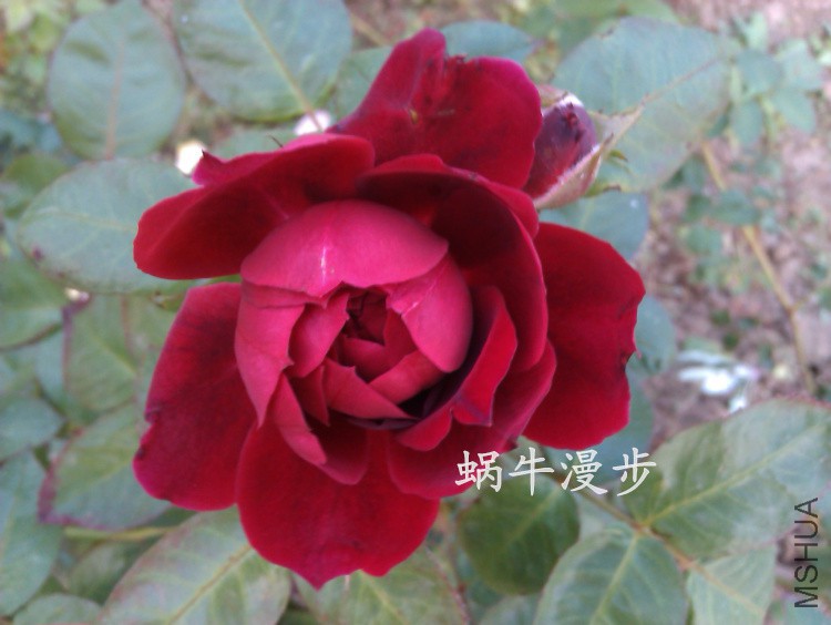 IMAG2480������.jpg