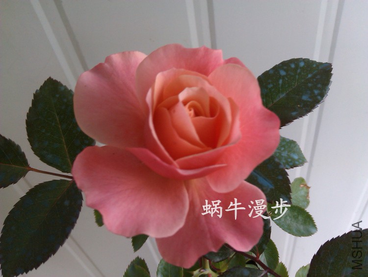 IMAG3923��������.jpg