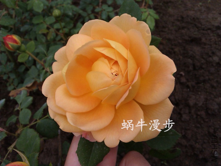 IMAG3988��ɫ���.jpg