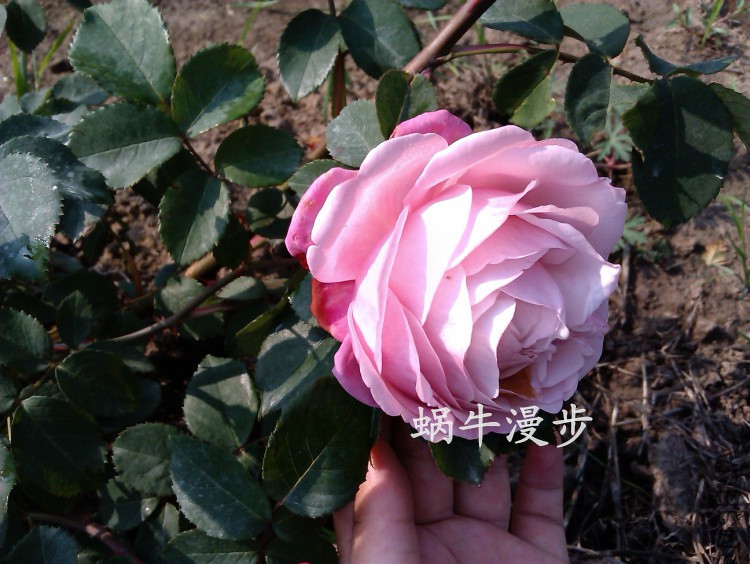 IMAG4243Ŧ��.jpg