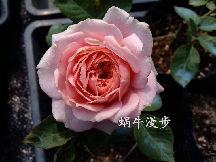 IMAG4376����˹͡.jpg