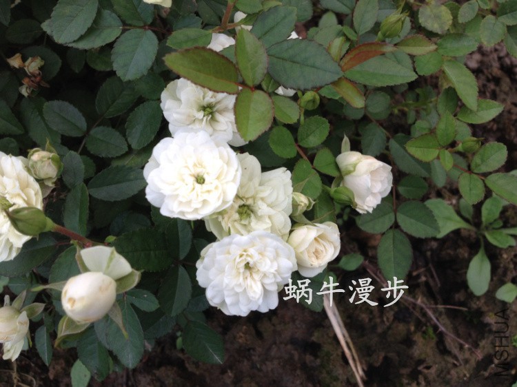 IMG_0294�̱�.jpg