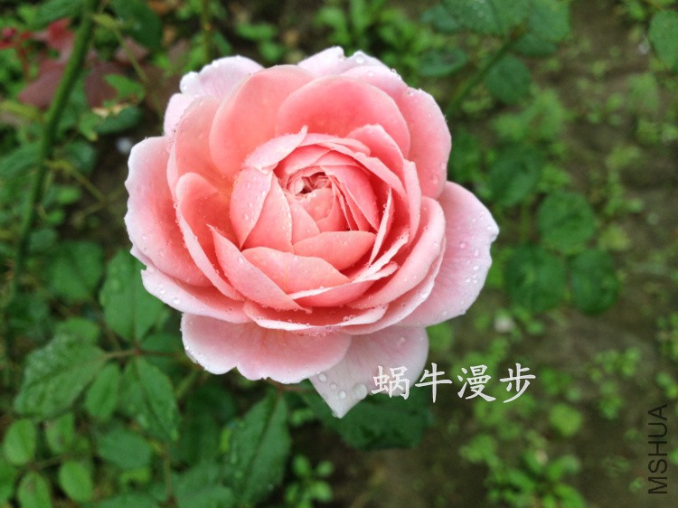 IMG_0350���ع���.jpg