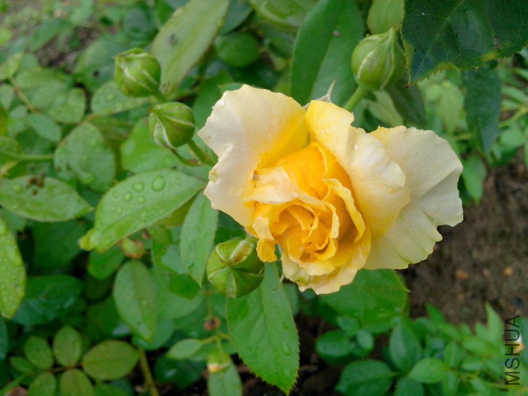 IMG20140809113.jpg
