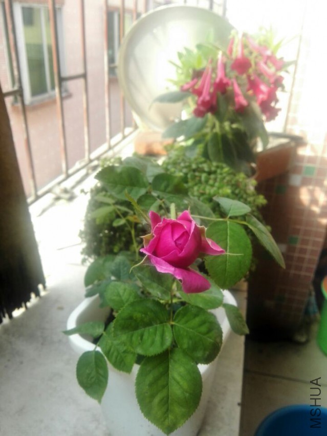 QQͼƬ20150415205251.jpg