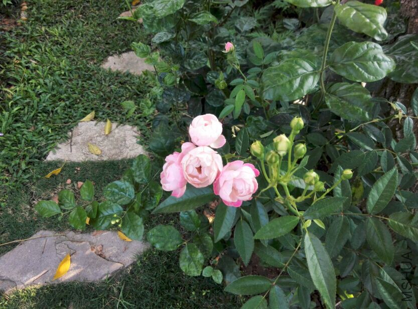 QQͼƬ20150415213316.jpg