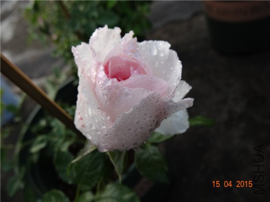 DSC07600.jpg