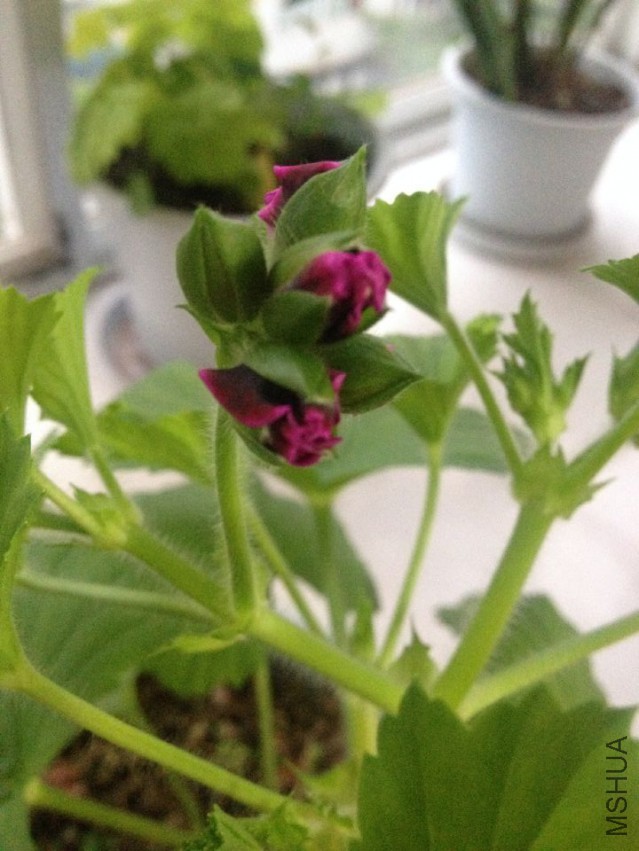2015.4.8��1��.jpg