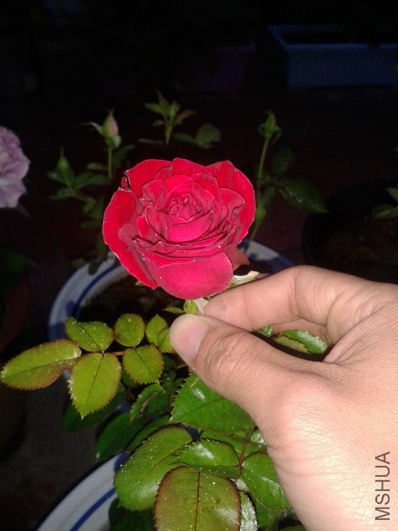 ��֪��õ��.jpg