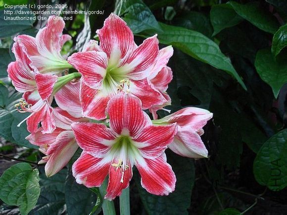 Santa Cruz ʥ��³��.jpg