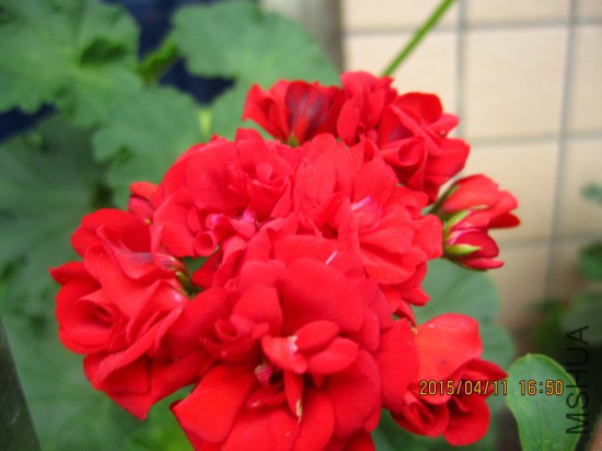 IMG_5934_�༭.jpg