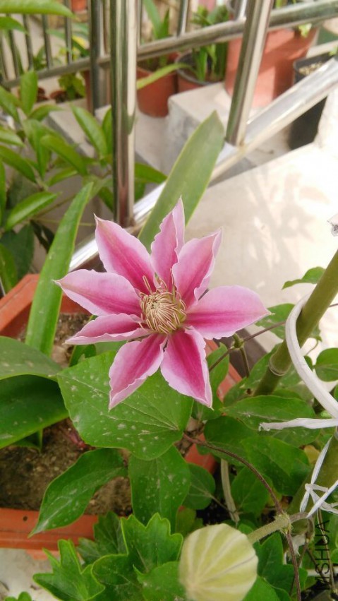 QQͼƬ20150416134340.jpg