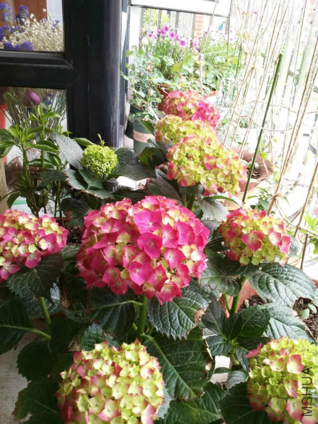 IMG_20150416_132221_meitu_2_meitu_10.jpg