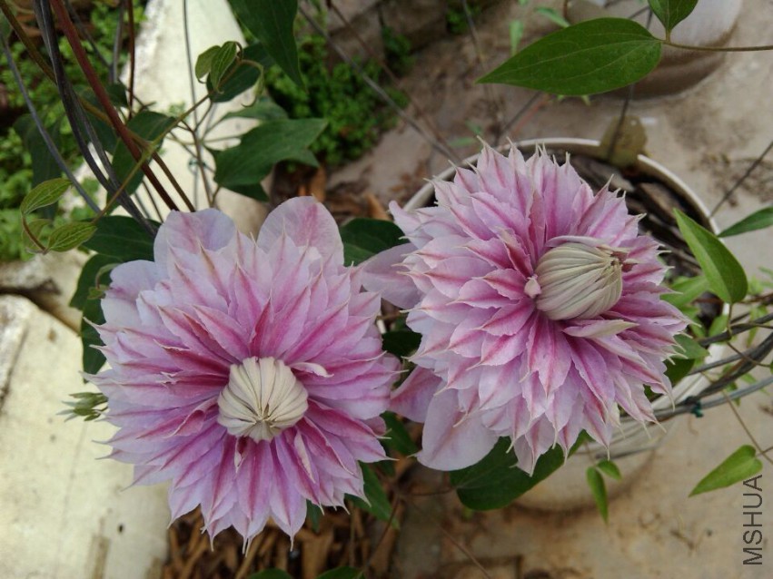 QQͼƬ20150414091054.jpg