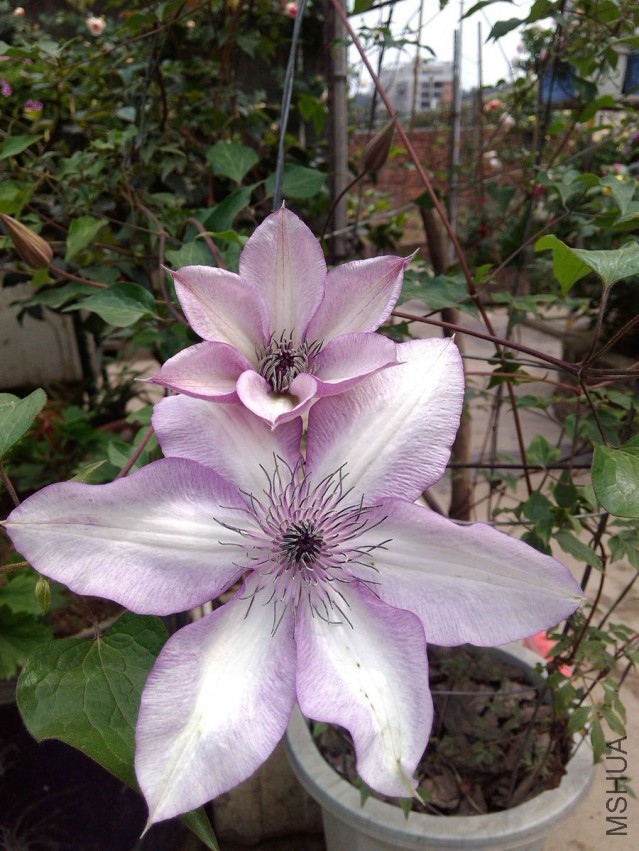 QQͼƬ20150416154106.jpg
