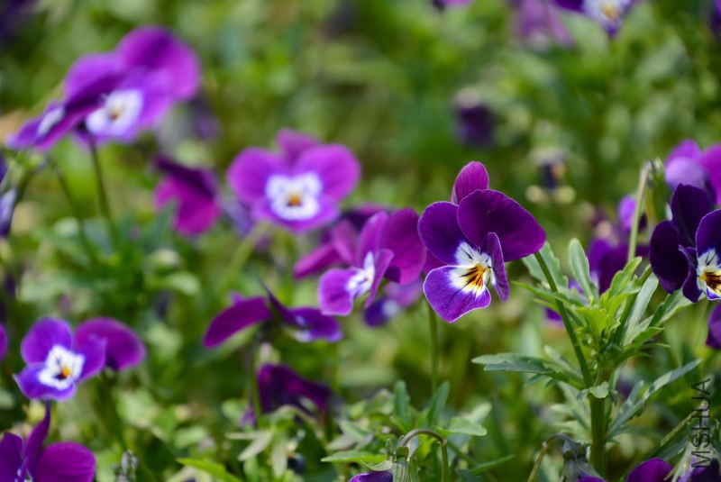 DSC_10600138.JPG