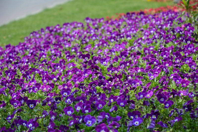 DSC_10650143.JPG