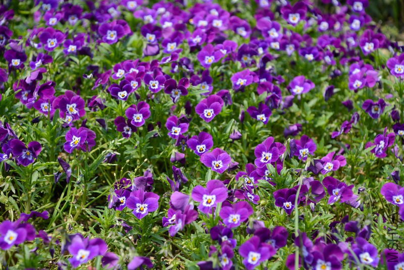 DSC_10570135.JPG