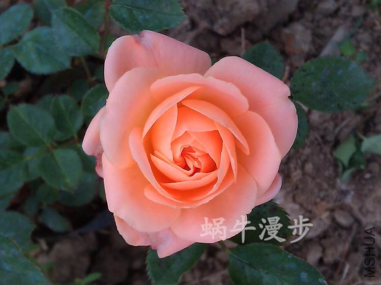 ���ۻ��䣬����������