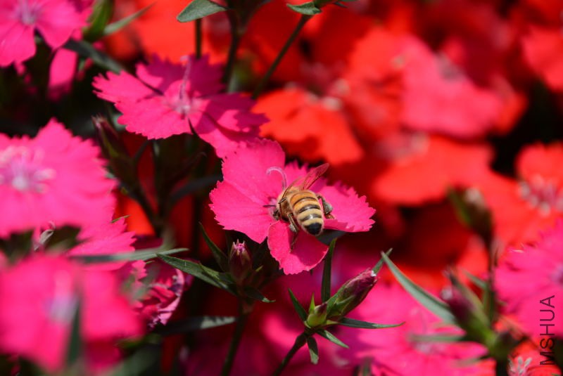 DSC_10410119.JPG