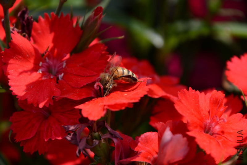 DSC_10370115.JPG