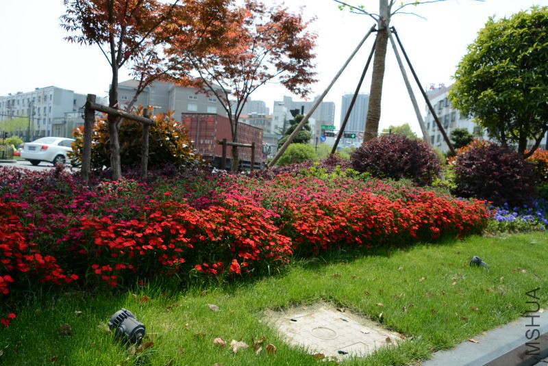 DSC_10040082.JPG