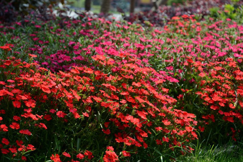 DSC_10050083.JPG