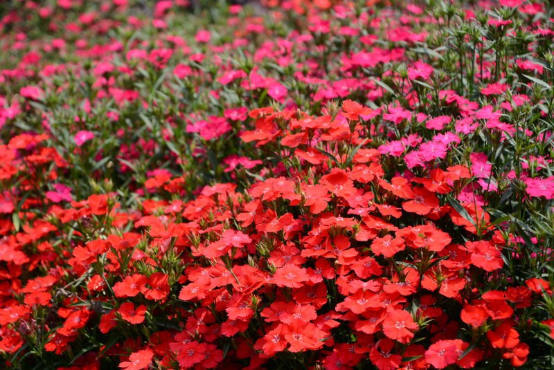 DSC_10520130.JPG