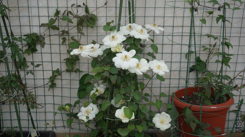 DSC02787.JPG