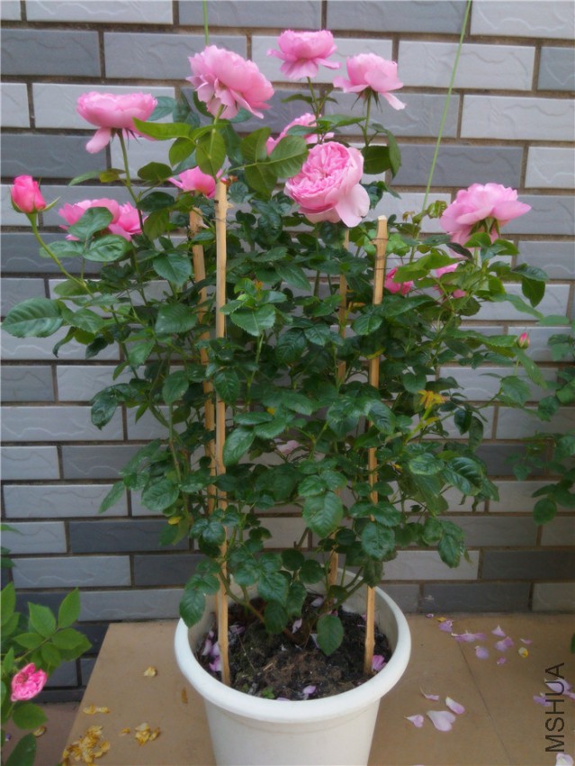 20150416094700_����.jpg