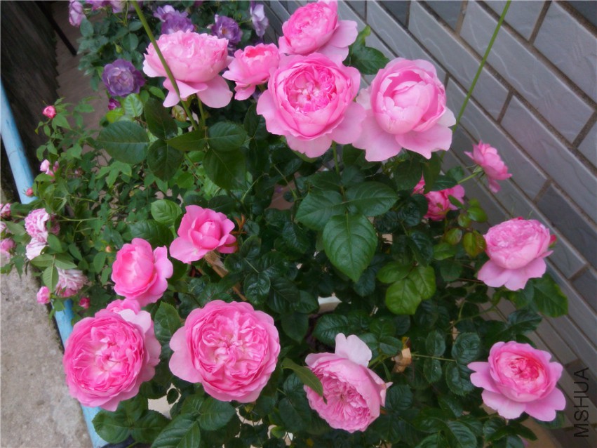 20150416094827_����.jpg