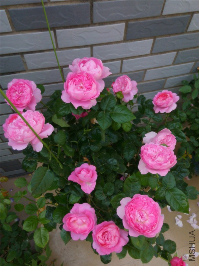 20150416095001_����1.jpg
