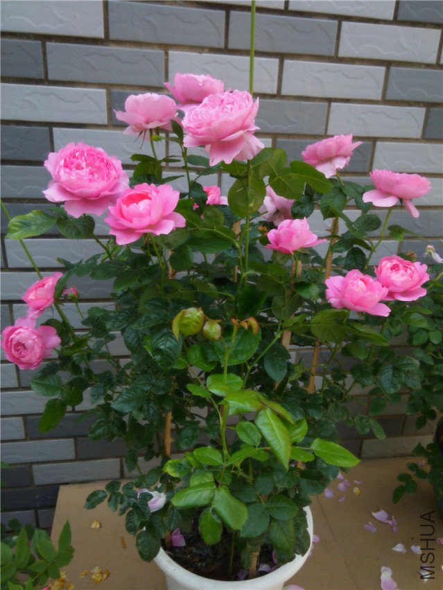 20150416095122_����1.jpg